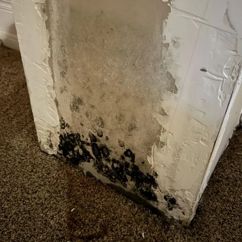Professional Mold Removal in Tigerville, SC